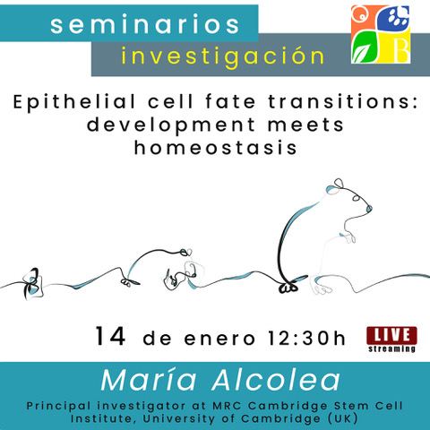 Seminarios quincenales de investigación:  14 de enero: «Epithelial cell fate transitions: development meets homeostasis»