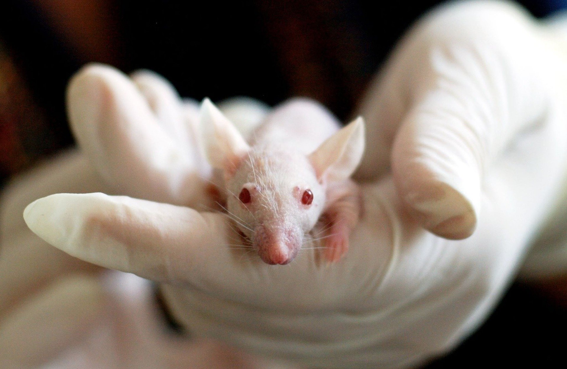 Comunicado de la COSCE sobre experimentación animal en España