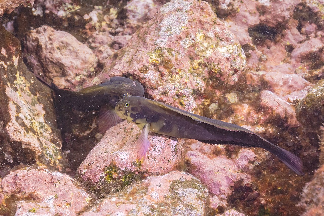 «Blénidos: un modelo biológico para comprender la transición del agua a la tierra y más» Charla inaugural del Máster Universitario en Zoología