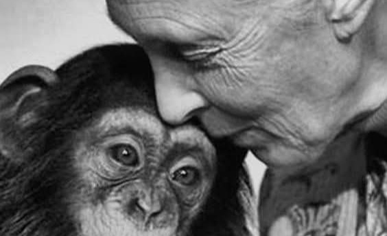 Adiós y gracias, Jane Goodall