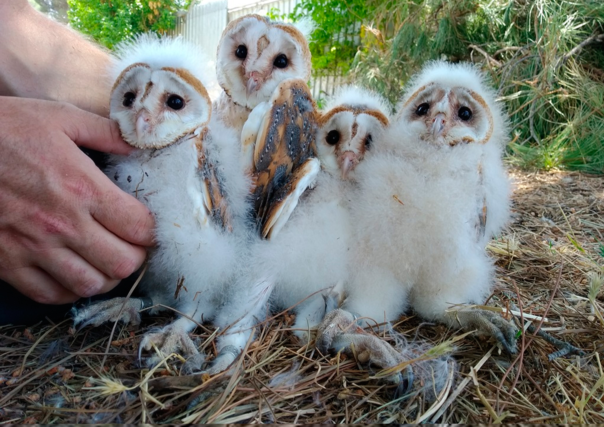Conferencia: GREFA: oportunidades formativas con fauna silvestre. 23 de octubre
