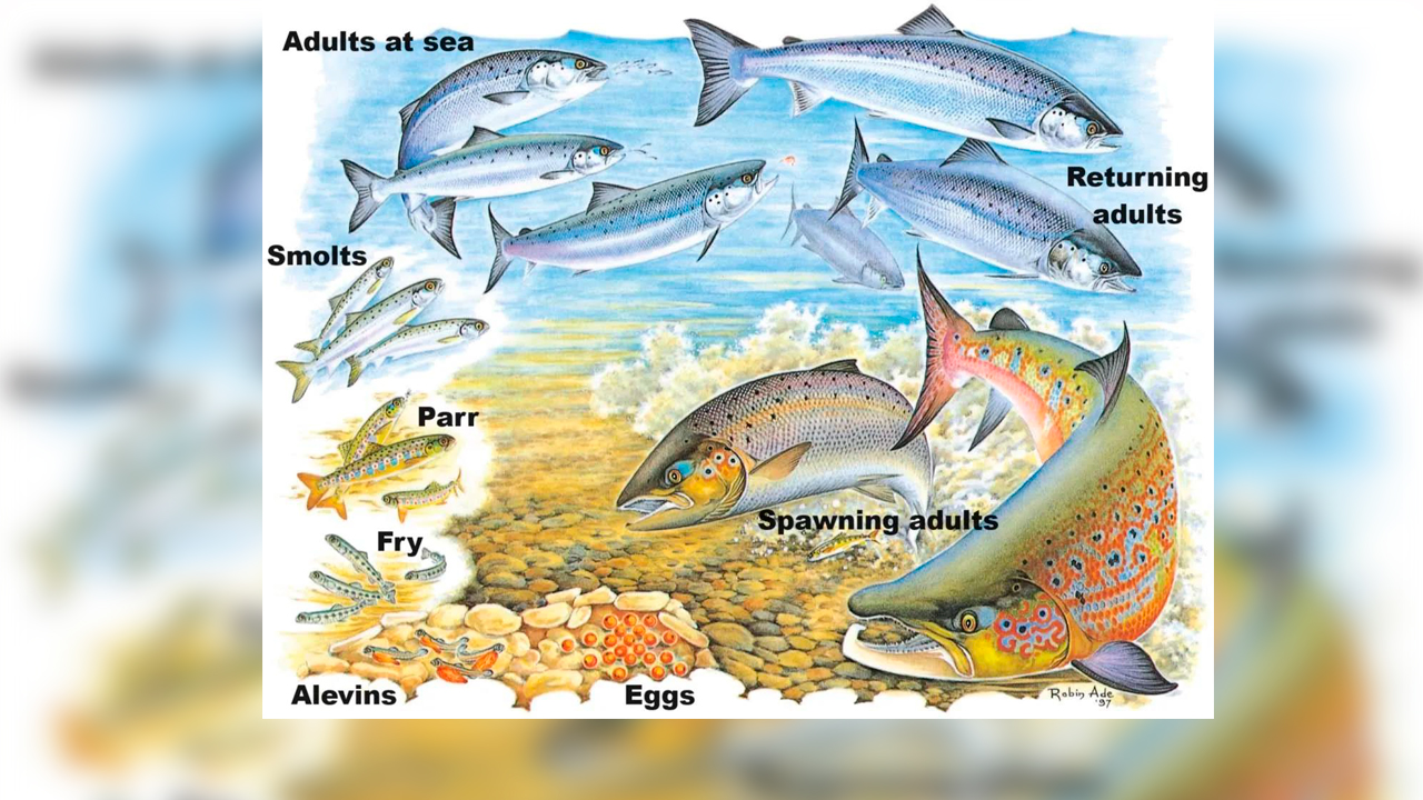 Conferencia: «Chronobiology in Atlantic salmon: Direct Pituitary Light Sensing as a Driver of Seasonal Physiology» Dr. Stephen D. McCormick. 9 de diciembre, Salón de Grados.