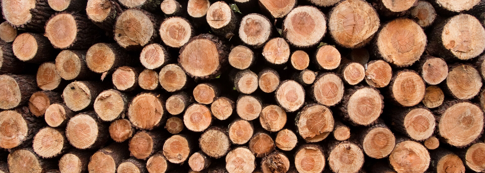 Conferencia «La lignificación de la región pampeana: el caso de la acacia negra". Laureano Oliva. 22 de enero, 12:30 horas