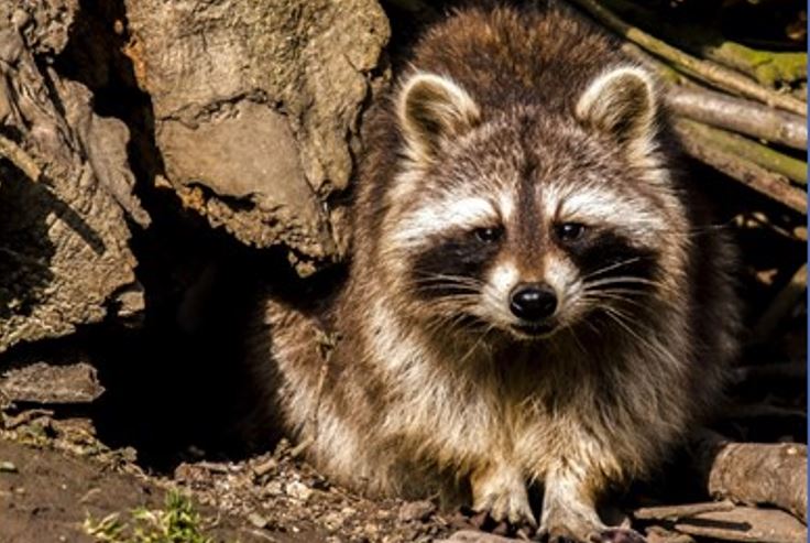 Conferencia «Seguimiento y detección de EEI: el caso del mapache boreal y aplicación a entornos urbanos» Francisco J. García. 27 de enero, 14:30