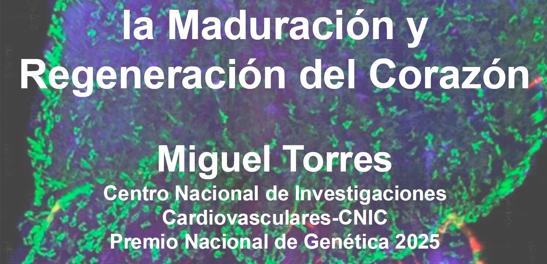 Conferencia «Control Transcripcional de la Maduración y Regeneración del Corazón» Miguel Torres. 20 de marzo