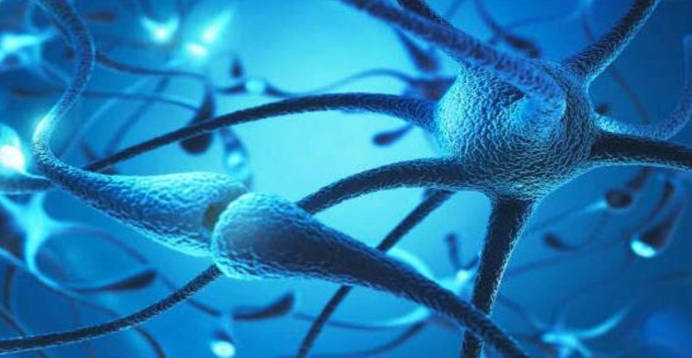 XI Jornadas en Neurociencia. 11-13 de mayo de 2026