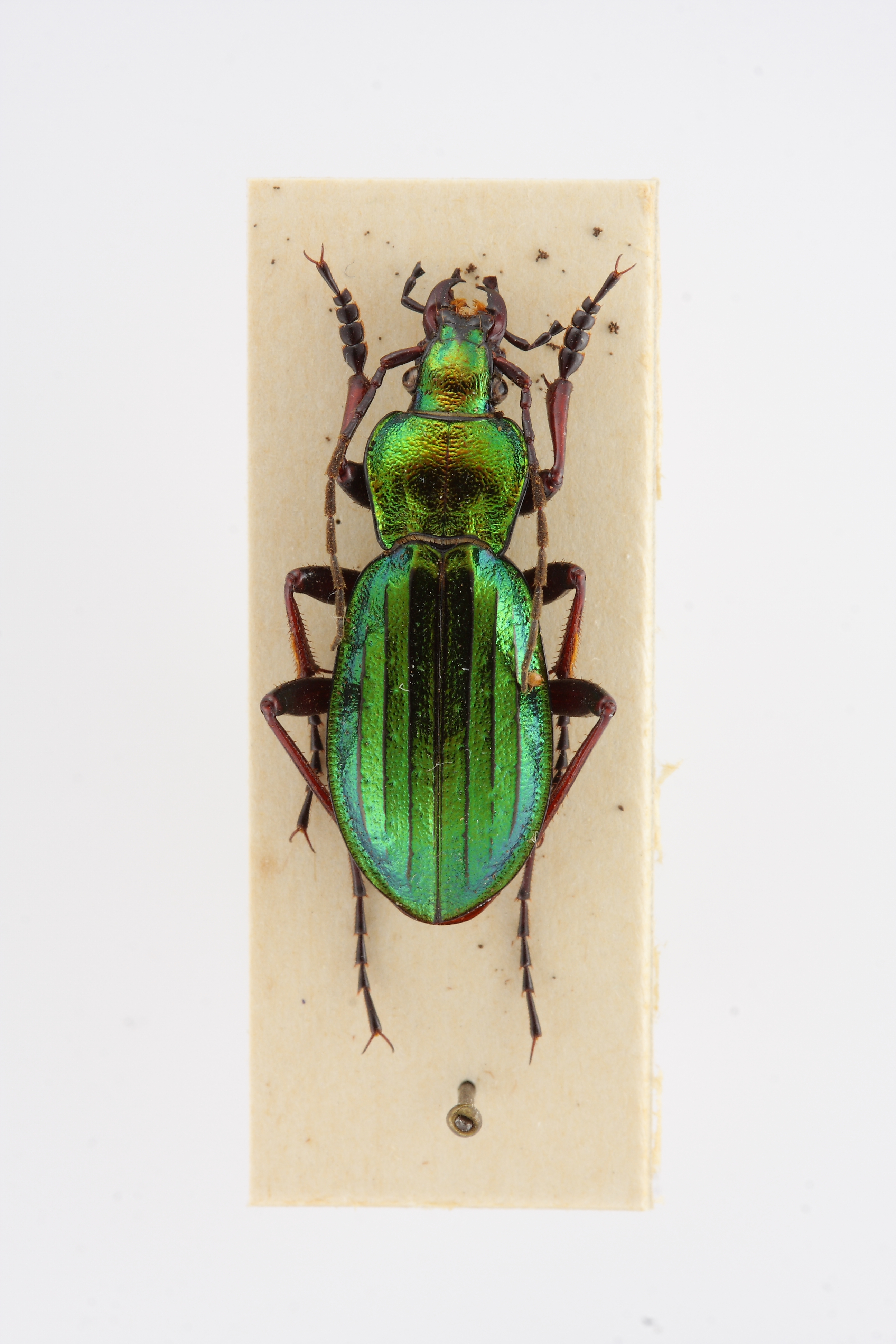 chrysocarabus-auronitens-ejemplar-n-14355_32497868510_o