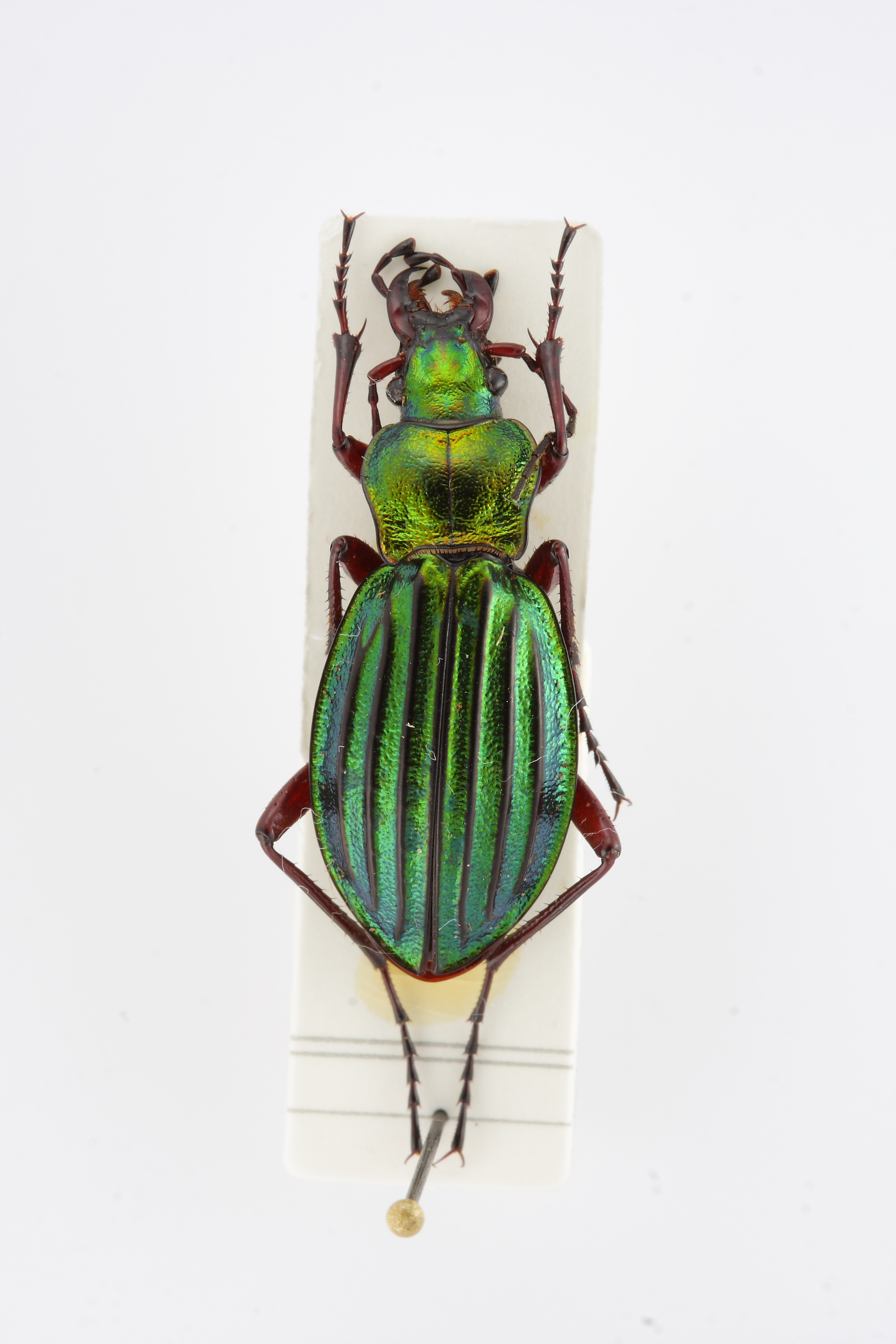 chrysocarabus-auronitens-punctatoauratus-ejemplar-n-14354_32497869020_o