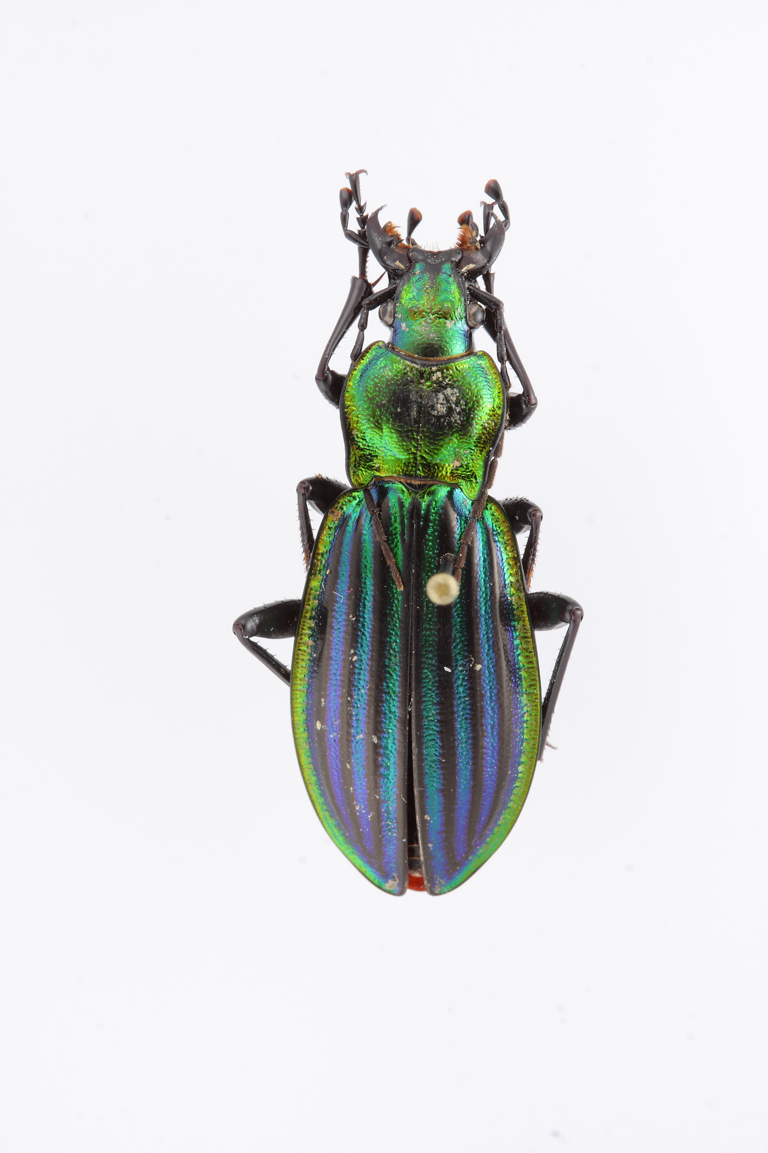 chrysocarabus-lateralis-ejemplar-n-14356_32497867990_o