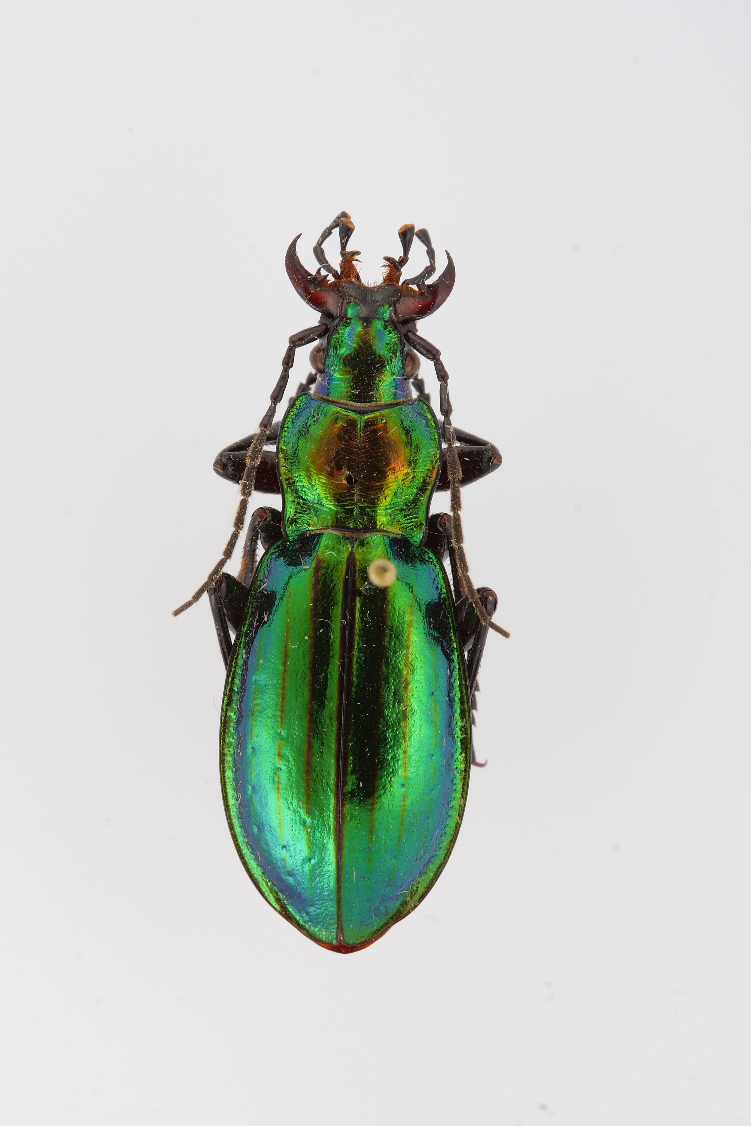 chrysocarabus-lineatus-spp-basilicus-ejemplar-n-14369_32497867450_o