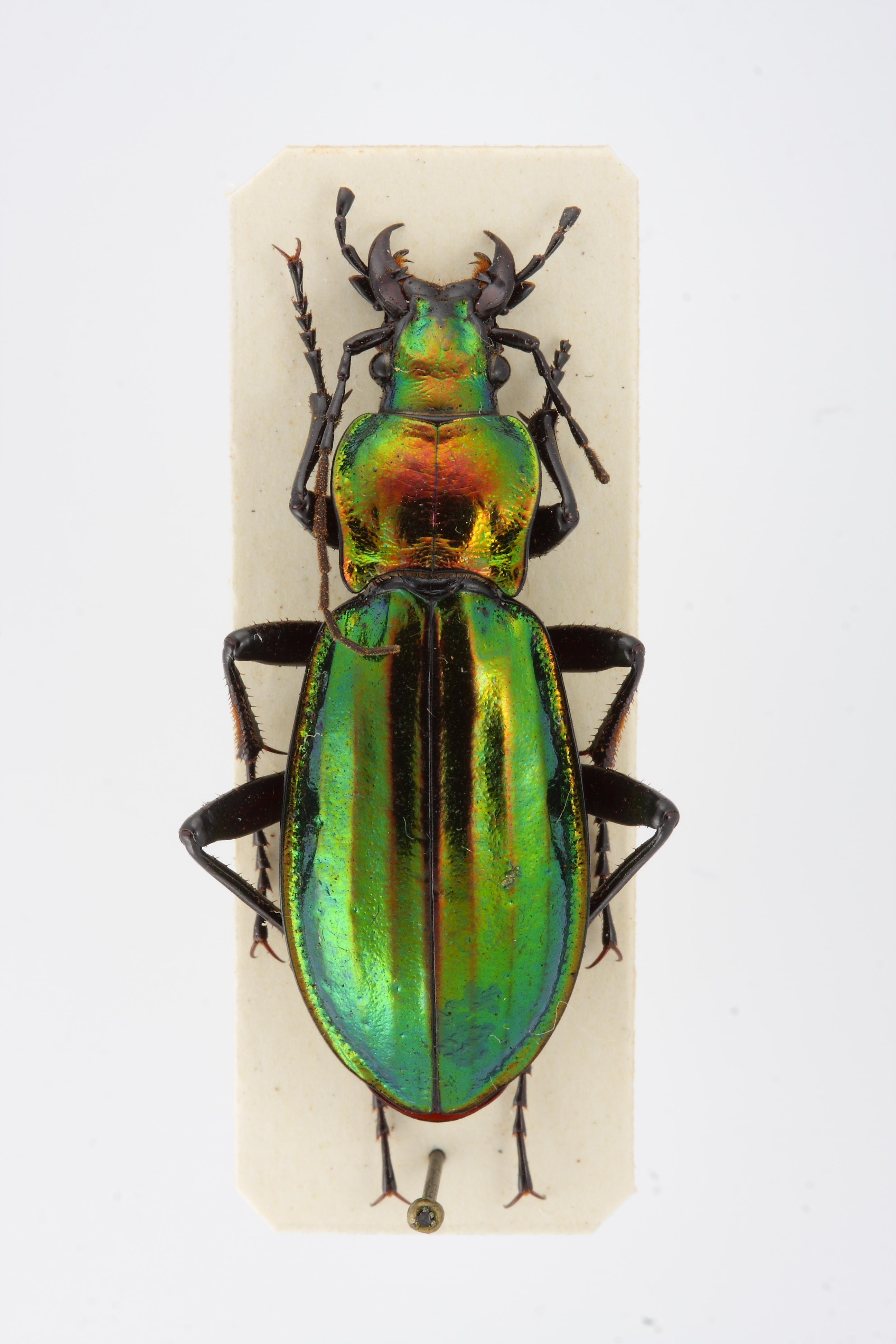 chrysocarabus-splendens-ejemplar-n-14441_32879100105_o