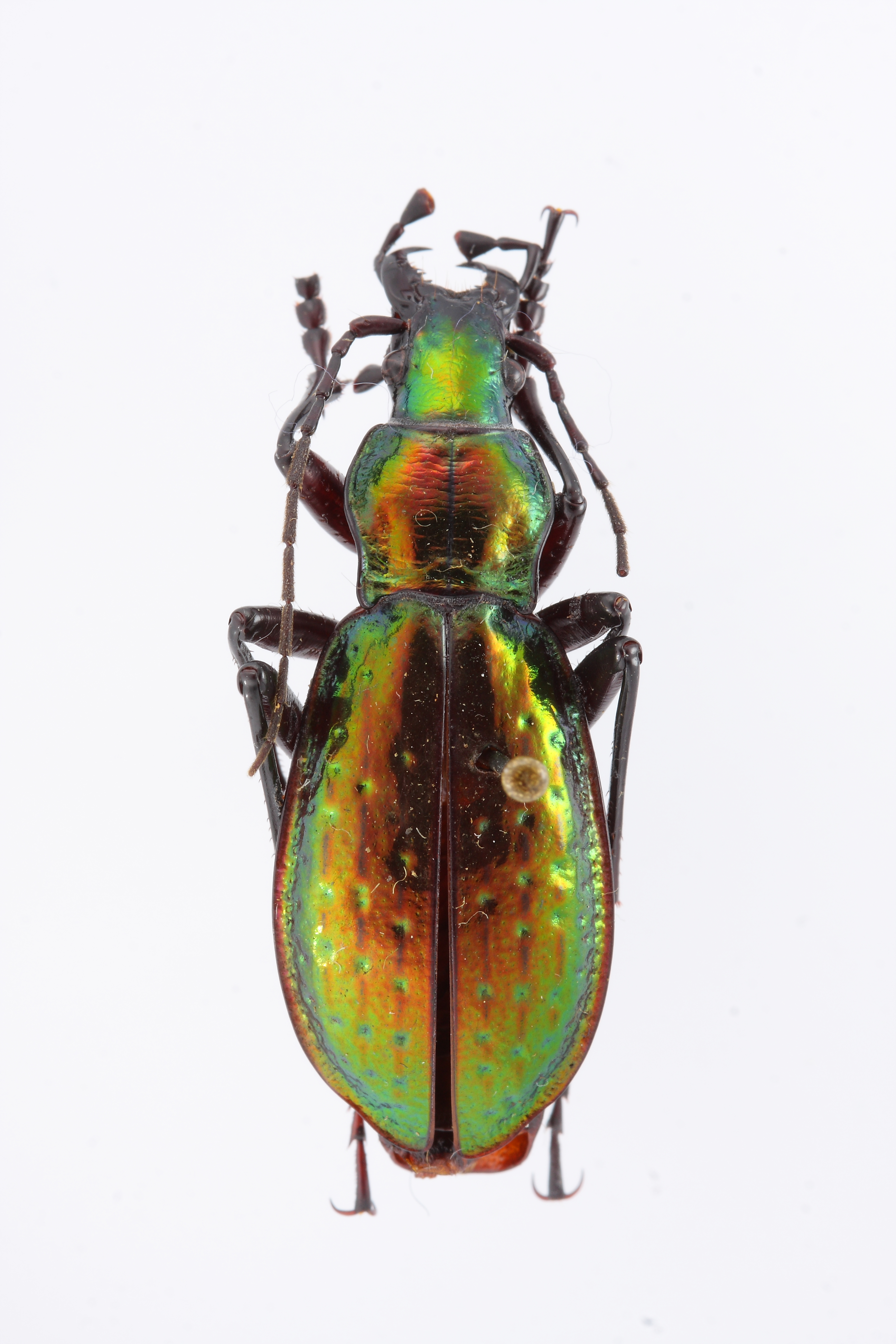 chrysotribax-rutilans-spp-aequatus-ejemplar-n-14352_32879099905_o