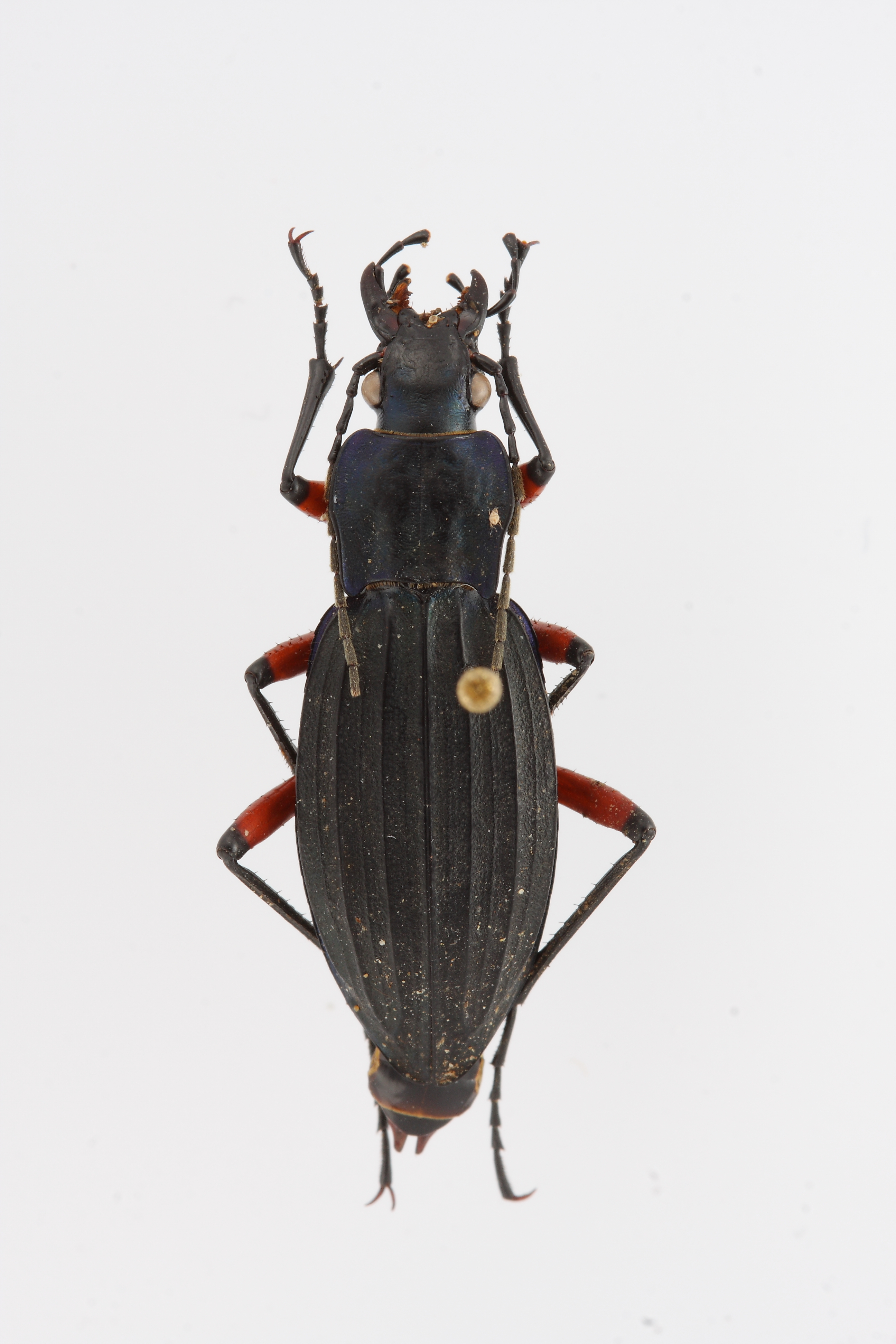 ctenocarabus--galicianus-ejemplar-n-14458_32755474861_o