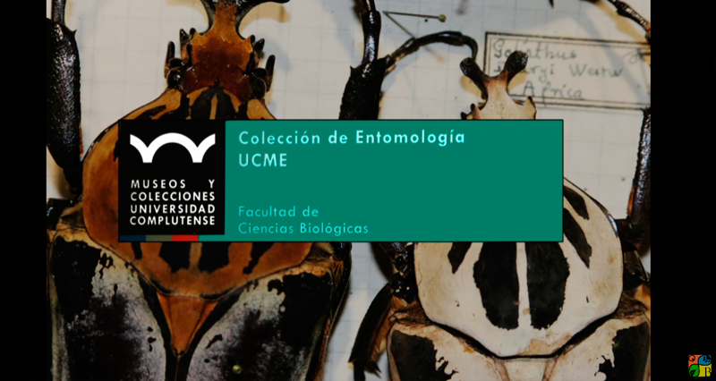 Enero - Colección de Entomología (UCME)
