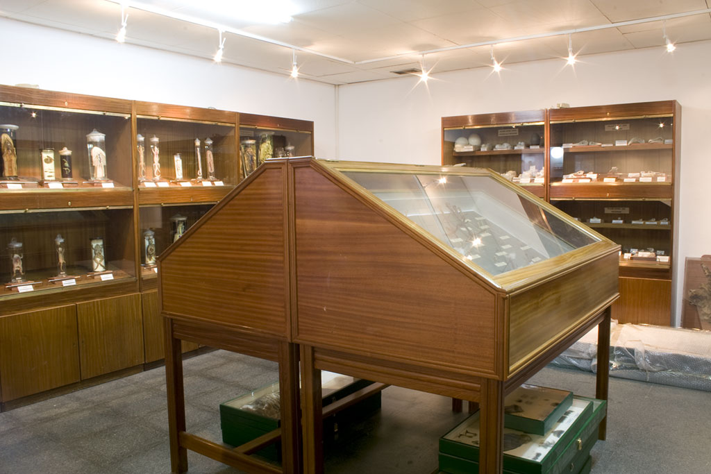 Museos y Colecciones: Museo de Anatomía Comparada de Vertebrados (MACV)