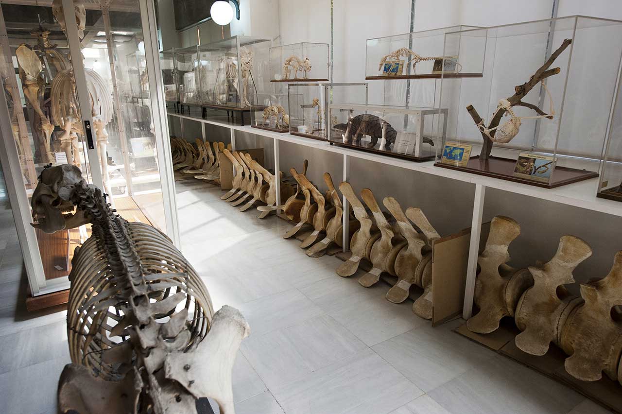 Museos y Colecciones: Museo de Anatomía Comparada de Vertebrados (MACV)