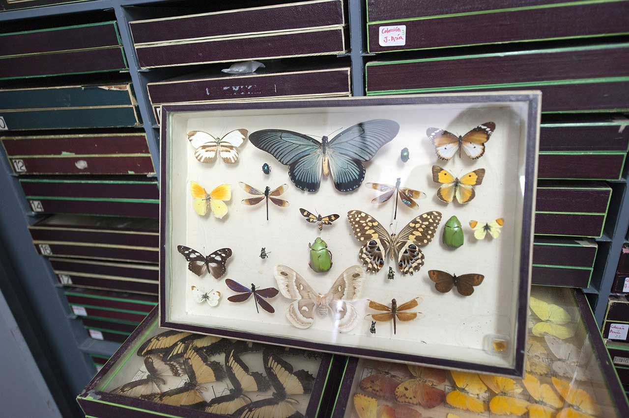 Museos y Colecciones: Colección de Entomología (UCME)